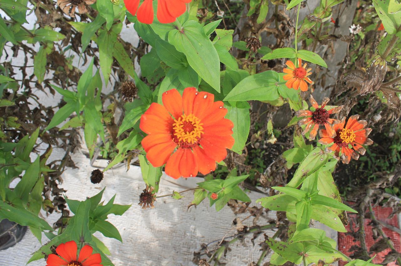 Real Primaveras Campestre Escarcega Exterior photo
